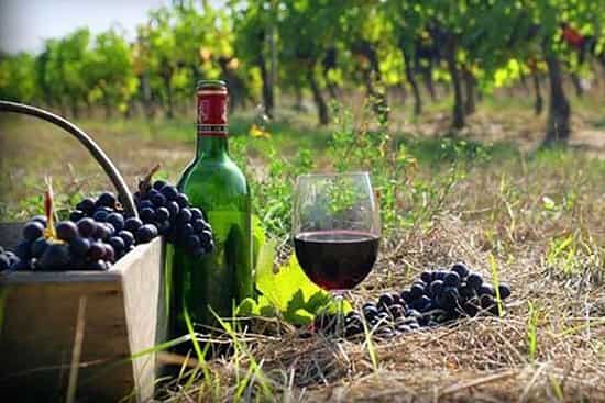 Wine tour